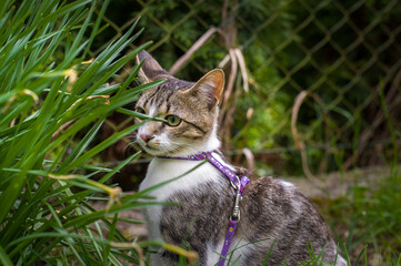 domestic cat on the leash playing in the garden