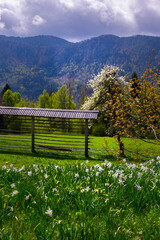 alpine landscape with vintage hay drying rack on the hill covered by daffodils 