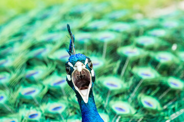 Portrait eines rufenden Pfau