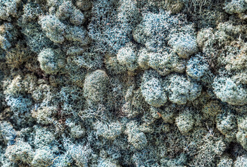 Stabilized moss, a natural material used for decorative decoration of the interior space