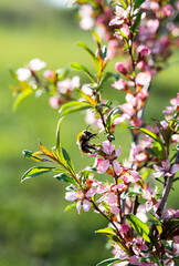 Honey bee collecting nectar from pink flower, close up. Bee collects pollen on small pink flowers, selective focus.