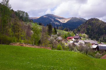 Fototapeta na wymiar alpine landscape with vintage hay drying rack on the hill covered by daffodils 