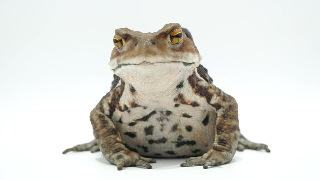 ガマガエル Images – Browse 123 Stock Photos, Vectors, and Video
