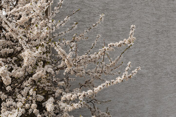 Gałąź wiosennych białych kwiatów drzewa owocowego na tle tekstury ściany budynku.
