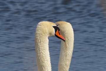 Fototapeta premium Love games of two swans. Selective focus.
