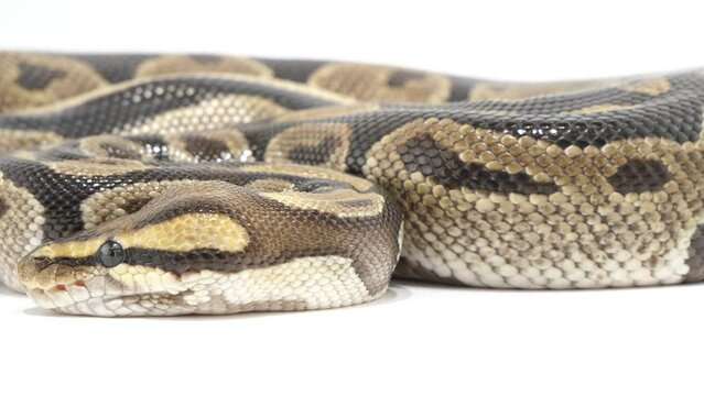 舌を出しいれしながらゆっくりと動くボールパイソン