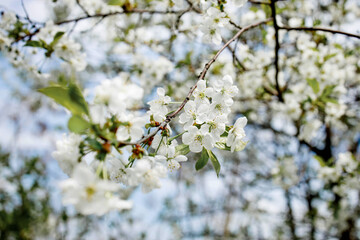 White blossom on the tree blooming in the early spring, backgroung blured. High quality photo