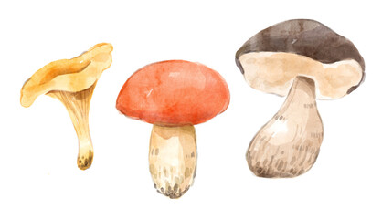 Watercolor set of mushrooms. Hand-drawn illustration isolated on the white background