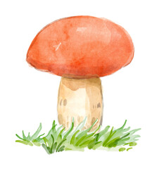 Watercolor mushroom in grass. Hand-drawn illustration isolated on the white background