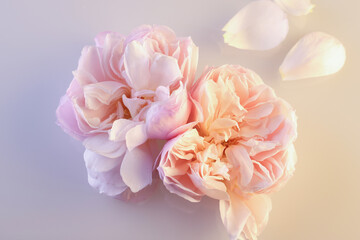 Primo piano di romantiche rose antiche e petali di colore rosa pallido isolati su fondo chiaro