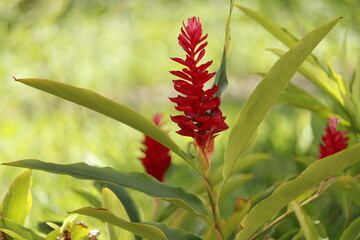 red flower in the garden