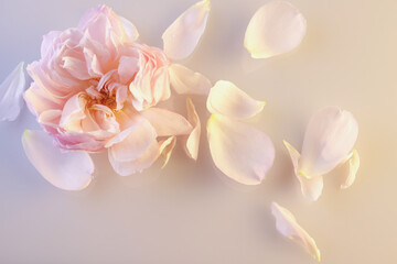 Fototapeta na wymiar Primo piano di romantica rosa antica e petali di colore rosa pallido isolati su fondo chiaro