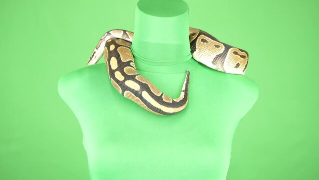 舌を出しながら背中の方へ消えていくボールパイソン