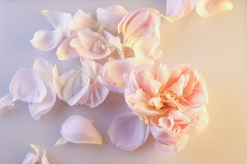 Naklejka na ściany i meble Primo piano di romantica rosa antica e petali di colore rosa pallido isolati su fondo chiaro