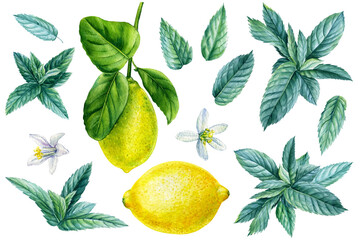 Set of Watercolor lemon and mint on isolated white background, botanical illustration