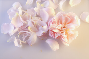 Primo piano di romantica rosa antica e petali di colore rosa pallido isolati su fondo chiaro