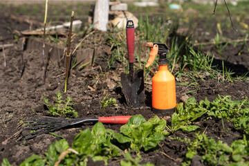 Spinach growing in garden. Fresh natural leaves of spinach growing in summer garden