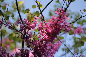 Branches of Cercis european in May bloom in southern Russia