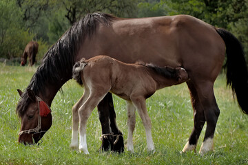 The mare grazes in the field and feeds her cub with milk. A family of horses, a little foal with...
