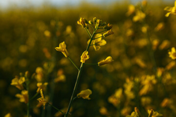 A field of yellow rapeseed flowers.