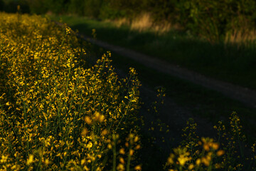 Fototapeta premium A field of yellow rapeseed flowers.