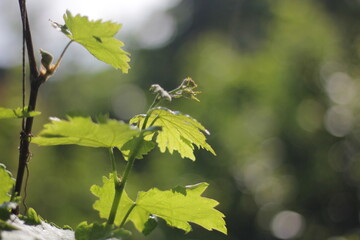 New sprouts of grapes on a branch, in May in south