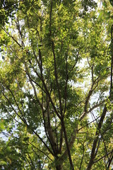 頭上を覆うように茂る「アキニレ」の枝葉