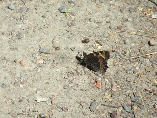 Brown butterfly on ground with sand and rocks.