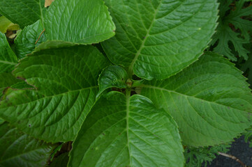 
flowers and leaves of a beautiful garden in spring