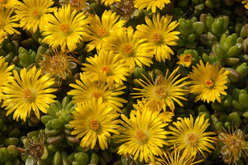 Fleurs jaunes de delosperma lineare