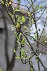 young sprouts, spring, nature comes to life, first sprouts, April, spring freshness, trees bloom, greenery, garden
