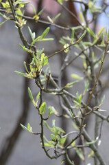 Young sprouts, spring, nature comes to life, first sprouts, April, spring freshness, trees bloom, greenery, garden
