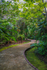 Path surrounded by plants and trees.