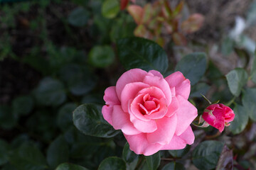 tender rose bud in the garden, top view