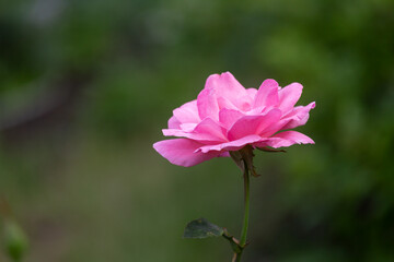 pink delicate rose bud in the garden on a dark green background