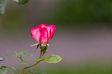 small pink rose bud on a blurred background