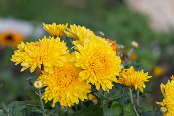 a branch of yellow chrysanthemums in a flowerbed close-up