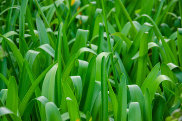 Closeup of green foliage.