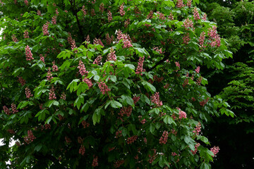 Aesculus carnea