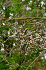 Broussonetia papyrifera in bloom