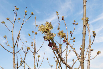Fraxinus excelsior