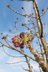 Fraxinus excelsior