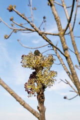 Fraxinus excelsior
