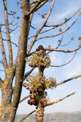Fraxinus excelsior