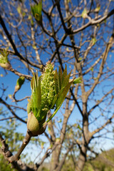 Fraxinus ornus tree in bloom