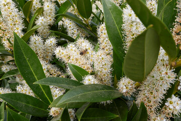 Prunus laurocerasus Otto Luyken