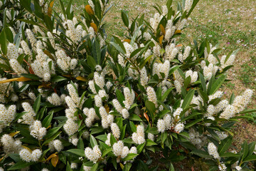 Prunus laurocerasus Otto Luyken