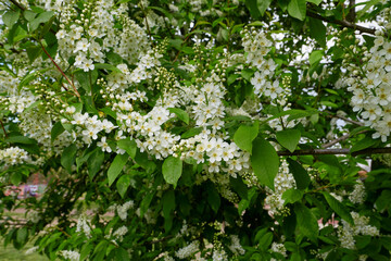 Prunus padus 