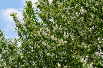 Prunus padus 