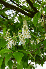 Fototapeta premium Prunus padus 